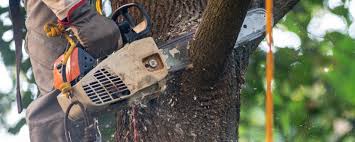 Best Tree Mulching  in Mocksville, NC