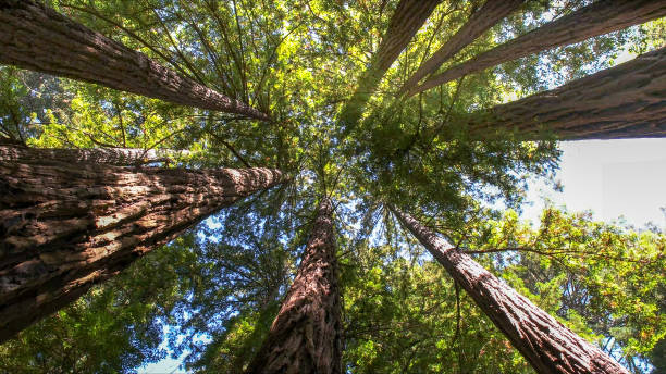 How Our Tree Care Process Works  in  Mocksville, NC