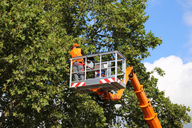 Best Tree and Shrub Care  in Mocksville, NC