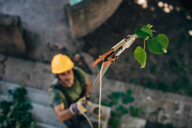 Best Tree Disease Treatment  in Mocksville, NC