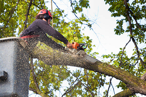Best Tree Risk Assessment  in Mocksville, NC